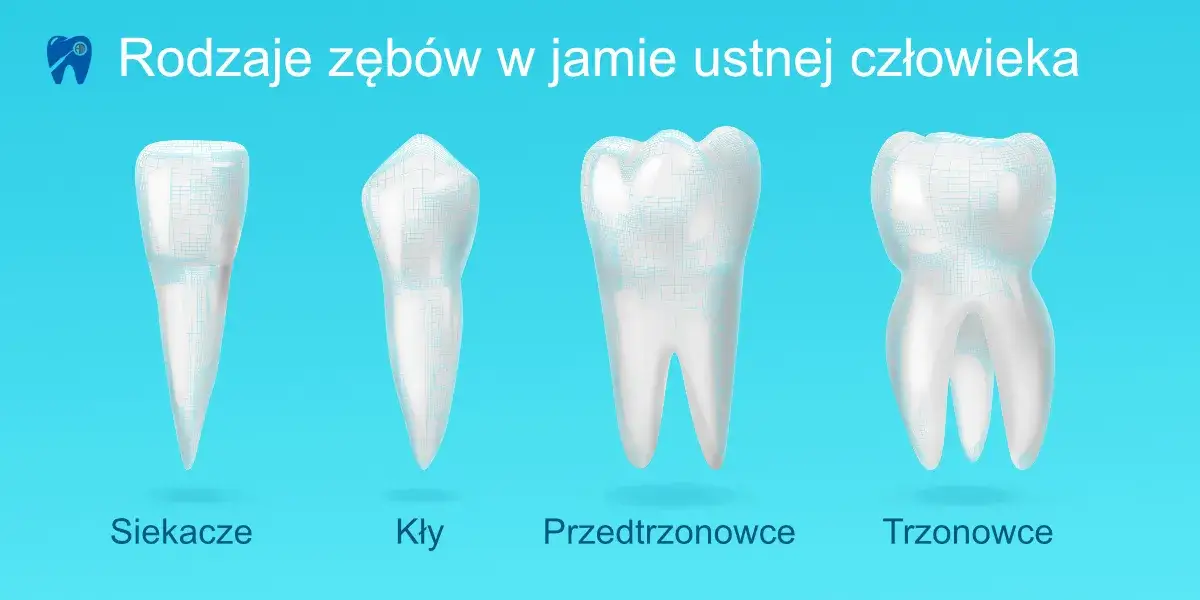 rodzaje zębów stałych w jamie ustnej schemat