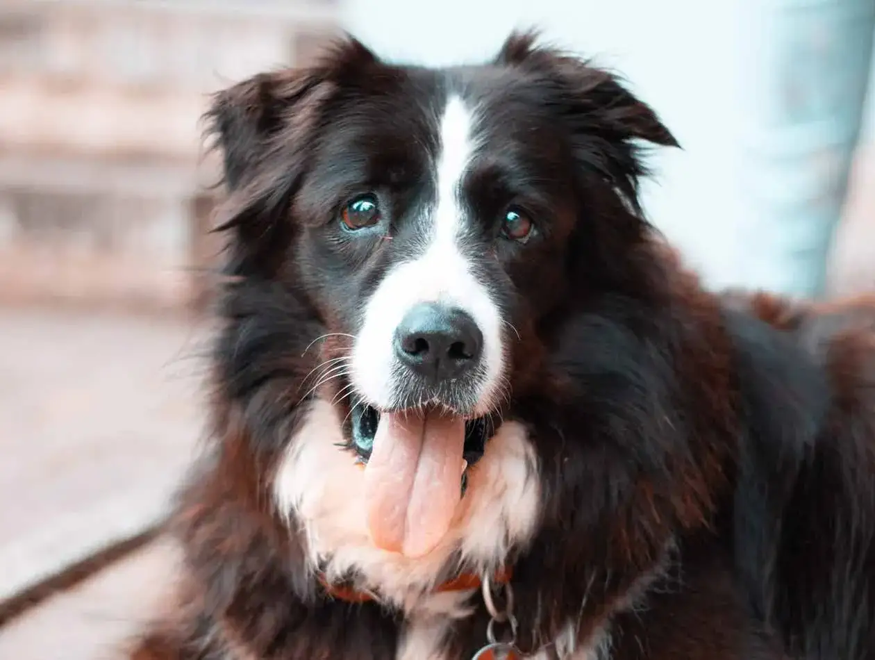 Border Collie in Liegeposition, die Zunge h&auml;ngt heraus. Vielleicht hat er Schmerzen oder ist einfach nur ersch&ouml;pft.