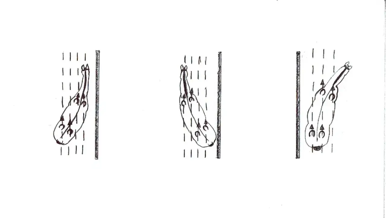 Drei schematische Darstellungen von Pferden, die im Travers reiten. Die Hufeisen zeigen die Bewegung.