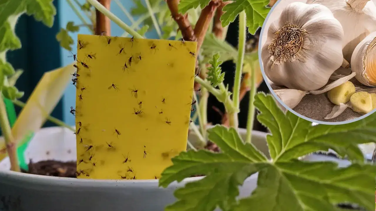 Żółta pułapka na owady oblepiona ziemiórkami, obok główki czosnku – naturalny sposób na szkodniki.