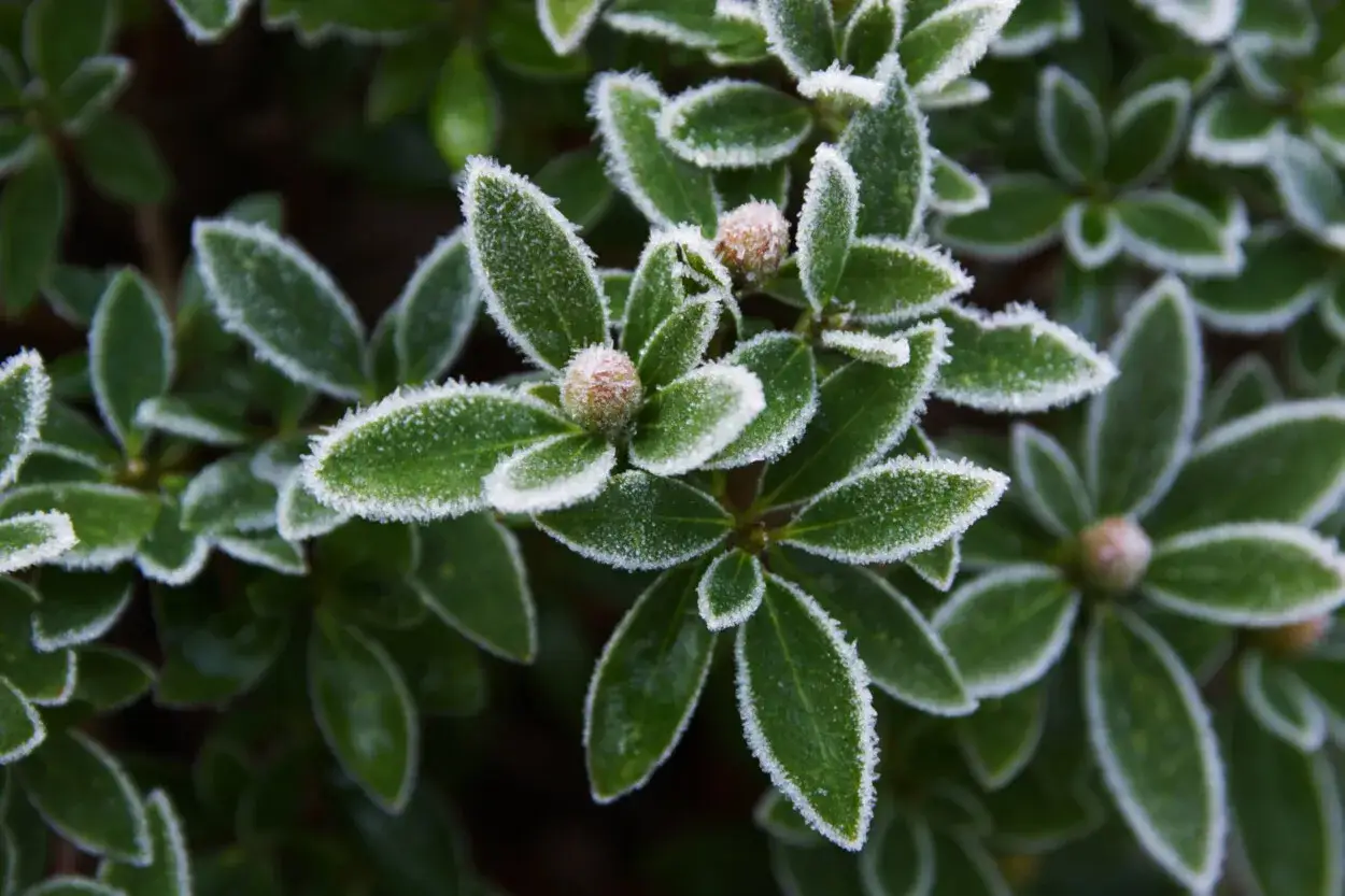 Eisiger Frost umrahmt die Blätter von winterharten Rhododendron-Sorten. Kleine Knospen trotzen der Kälte und versprechen baldige Blütenpracht.