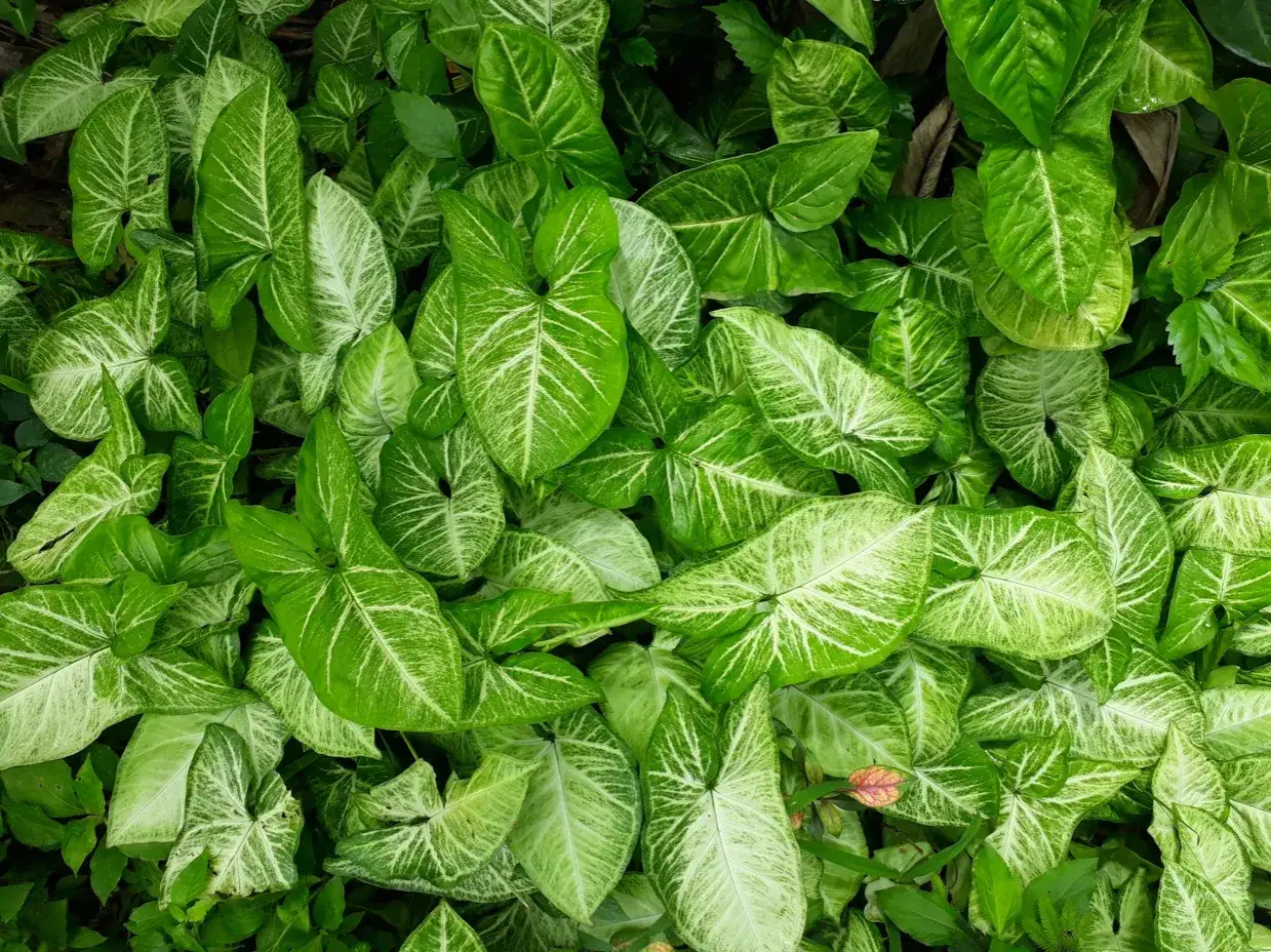 Gęsty dywan liści syngonium pixie, z charakterystycznymi białymi żyłkami na zielonym tle.