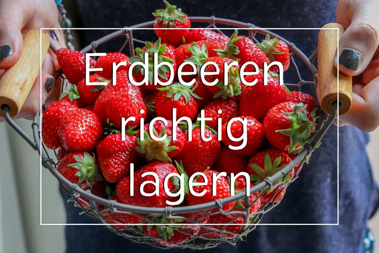 Frische Erdbeeren in einem Drahtkorb, bereit zum richtigen Lagern.