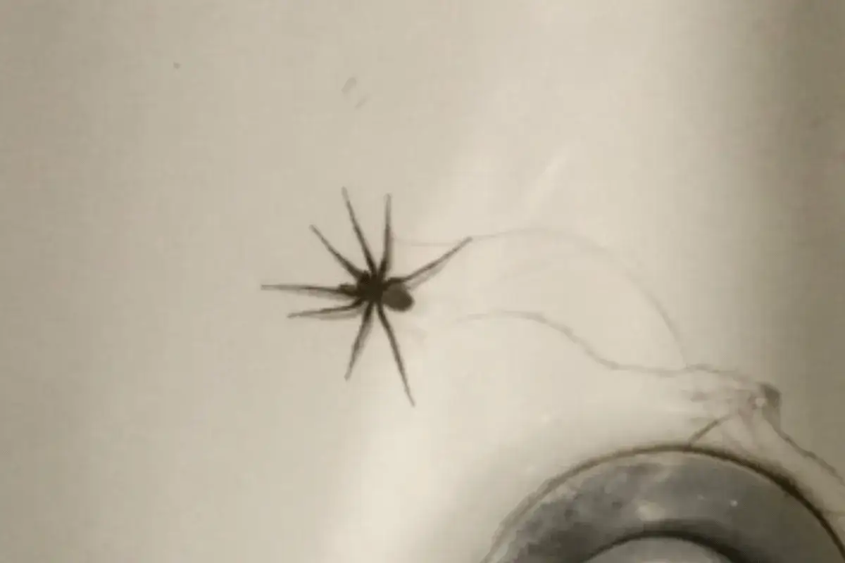 En mindre husspindel med l&aring;nga ben sitter p&aring; en ljus yta, kanske i ett handfat.