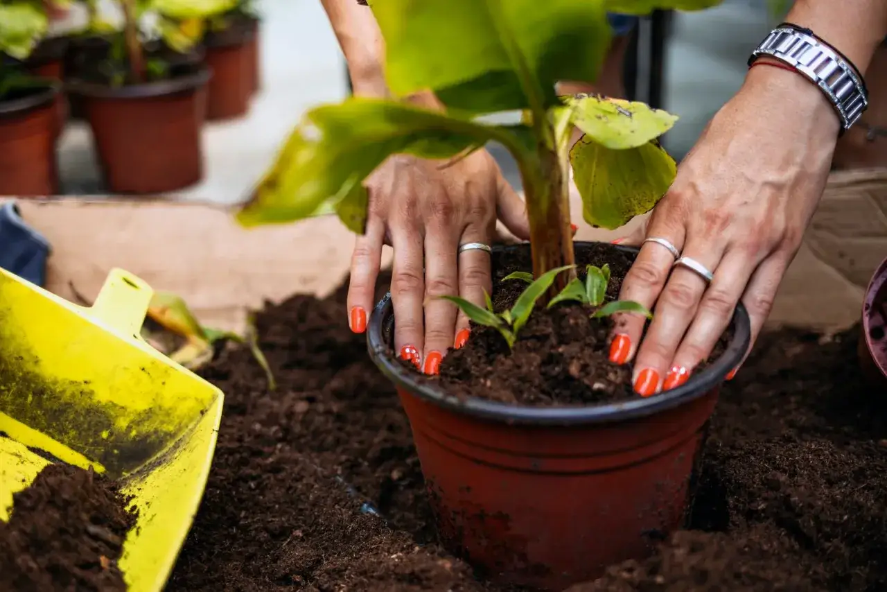 Manos con u&ntilde;as naranjas plantando un peque&ntilde;o banano en una maceta. Ejemplos de esquejes y trasplantes.