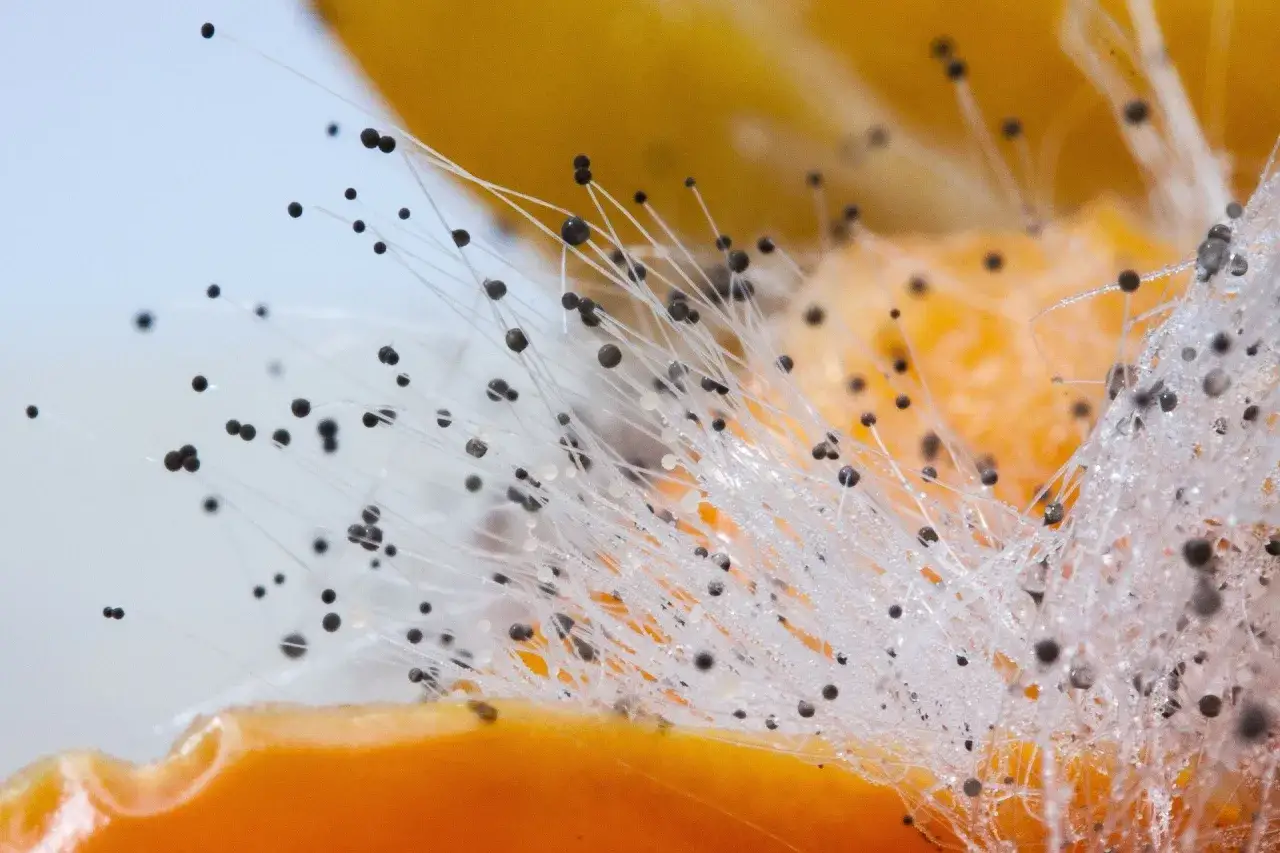 Nahaufnahme von Schimmel auf einer orangefarbenen Frucht. Feine weiße Fäden mit schwarzen Sporen wachsen aus dem Fruchtfleisch. Der Kompost schimmelt.