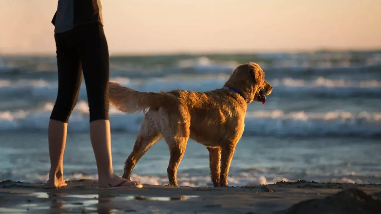 Złoty retriever na plaży w Międzyzdrojach, cieszący się zachodem słońca.