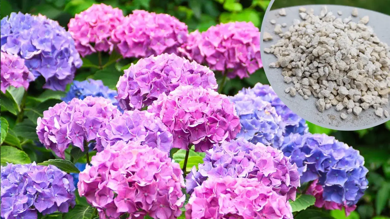 Kiedy nawozić hortensje i rododendrony? Widać piękne, kolorowe kwiaty i nawóz w granulacie.