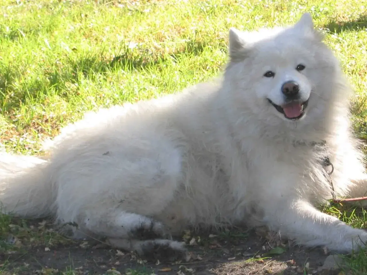 Uśmiechnięty pies samojed leży na trawie, ciesząc się słońcem.