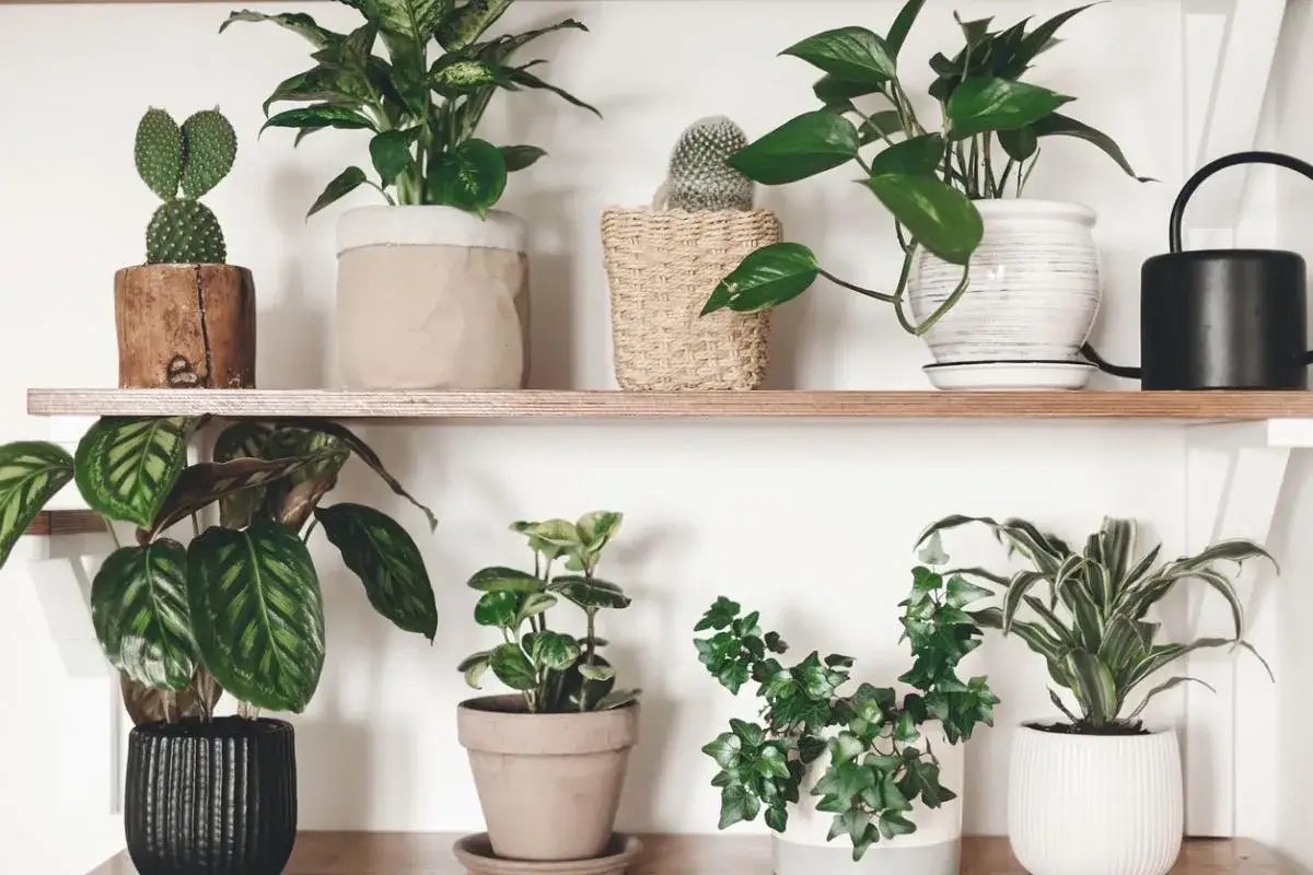 Estantería con variedad de plantas de interior que no necesitan luz, incluyendo cactus, potos y helechos, en macetas de cerámica y mimbre.