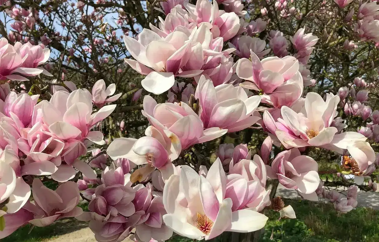 Kwitnąca magnolia w odcieniach różu i bieli. Warto poznać, jak sadzić magnolie, by cieszyć się ich pięknem.