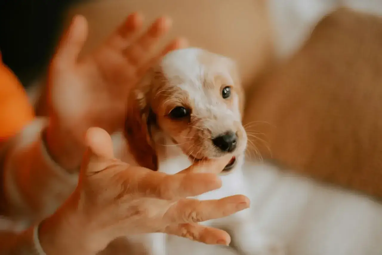 Un tierno cachorro muerde un dedo, &iexcl;parece que mi cachorro muerde mucho y no hace caso!