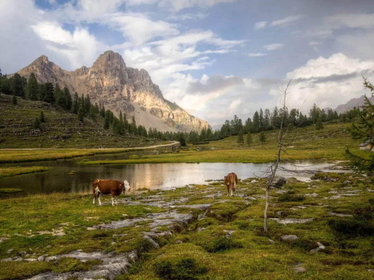 Mucca al pascolo vicino a un lago alpino, con montagne maestose e un arcobaleno sullo sfondo. Un'immagine perfetta per esplorare gli itinerari Dolomiti.