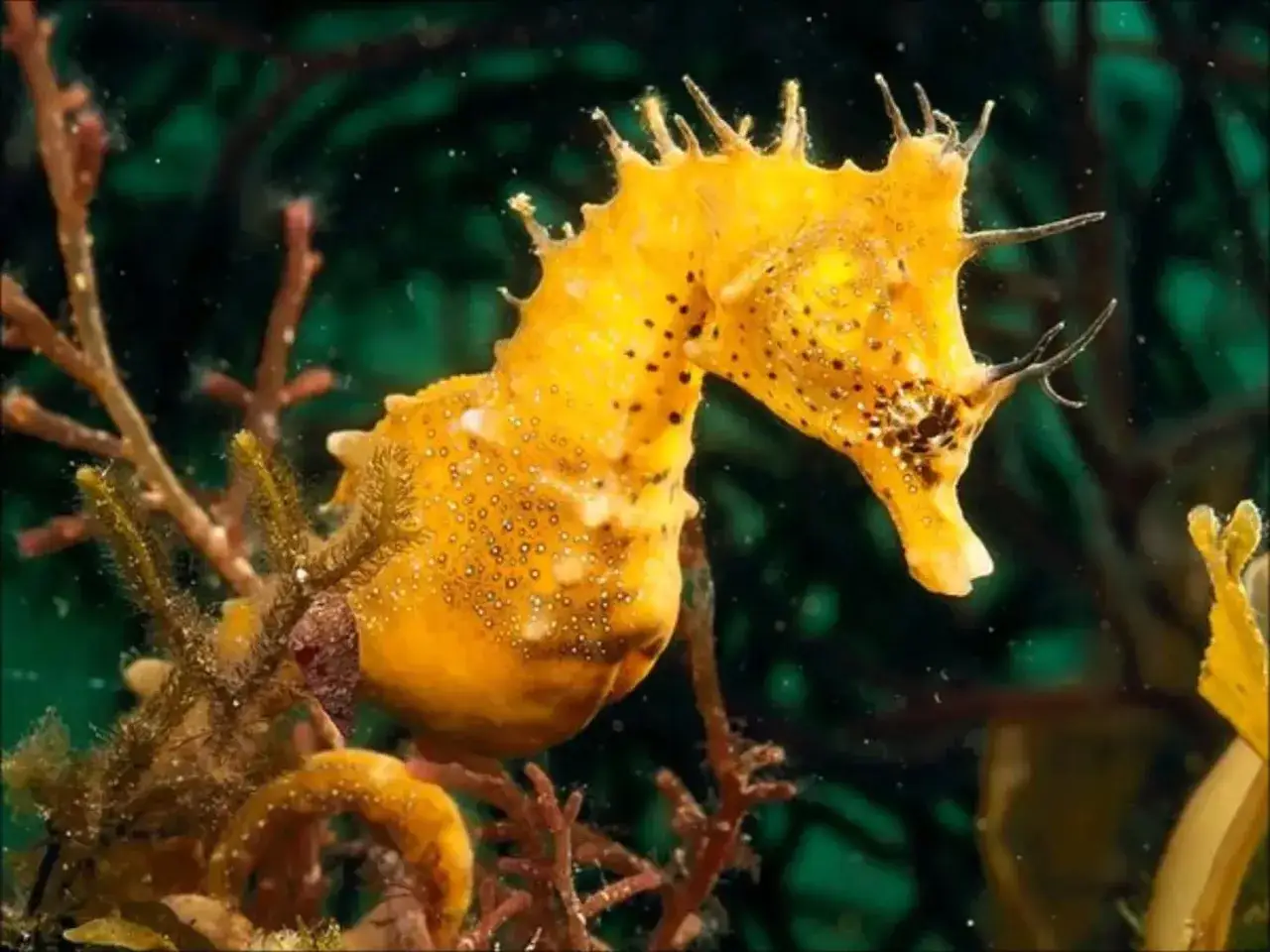 Un majestuoso caballito de mar real, de color amarillo vibrante, se camufla entre algas y corales en el fondo marino.