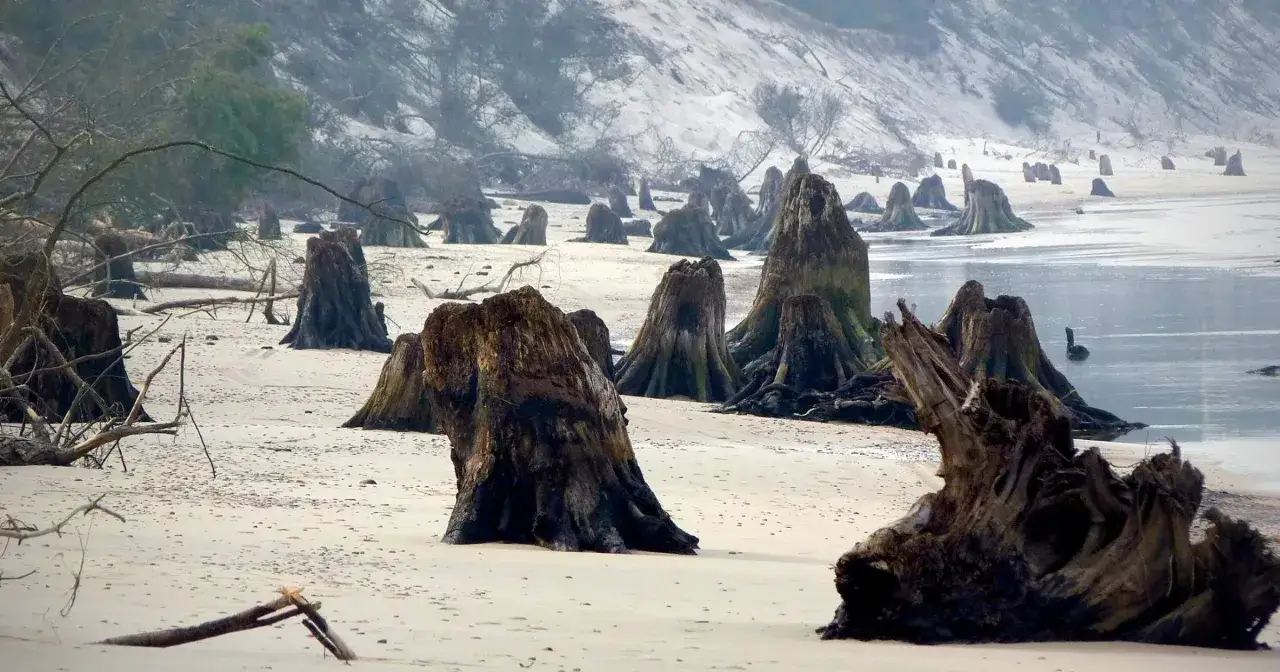 Mroczny, zatopiony las na piaszczystej plaży. Wystające z piasku pnie drzew tworzą surrealistyczny krajobraz.