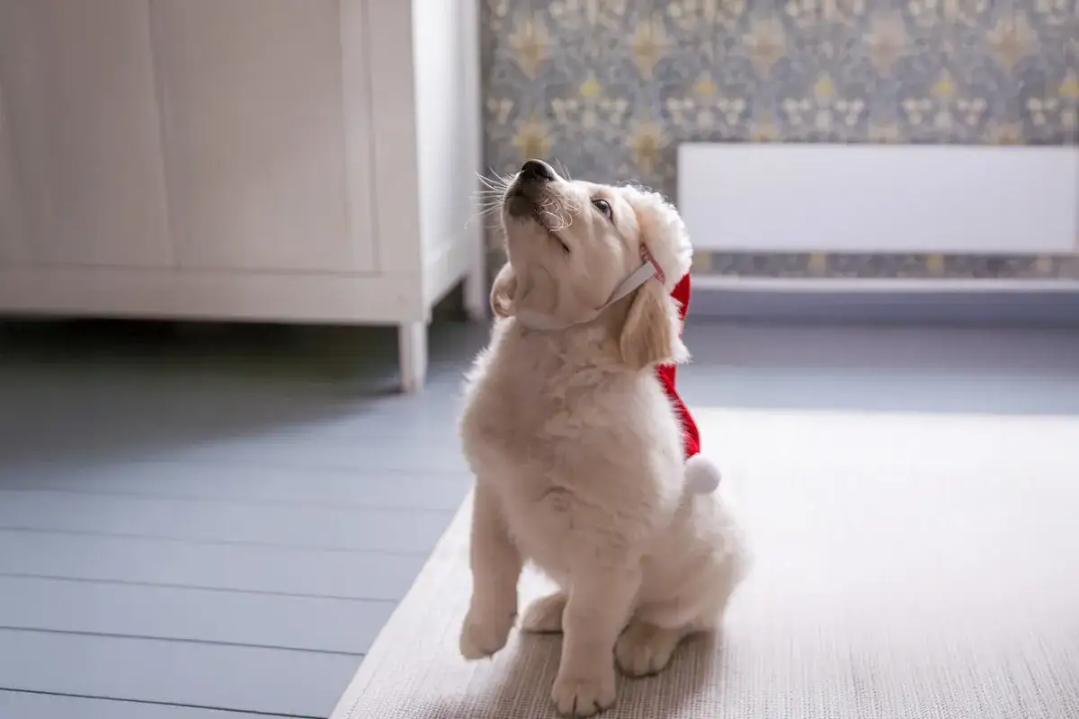 Söt golden retriever-valp med tomteluva, som en pepparkakor hund som väntar på julklappar.