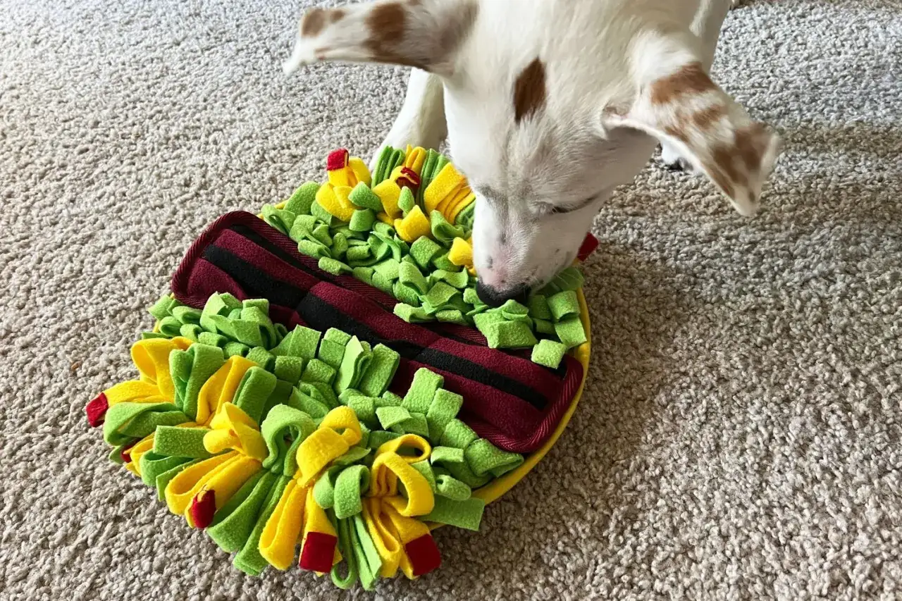 Perro blanco con manchas marrones olfateando un tapete de tela con forma de taco, ideal para la estimulación mental de perros.