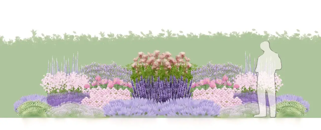 En vacker perennrabatt med lavendel, rosa blommor och höga lila spiror. Perfekt rabatt inspiration för en drömträdgård.