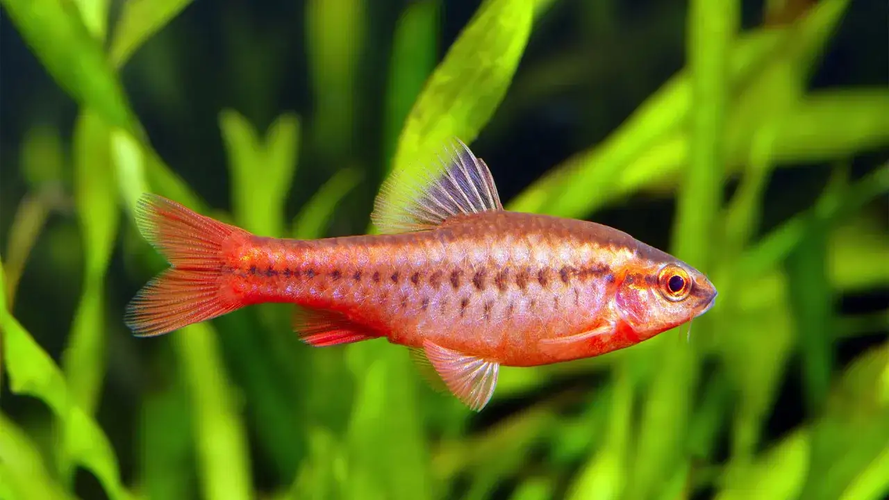 Ruda rybka tetra z ciemnymi plamkami, pływająca wśród zielonych roślin.