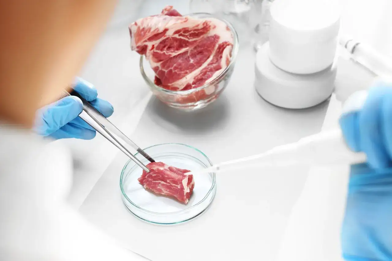 badanie mięsa dzika na włośnicę laboratorium weterynaryjne
