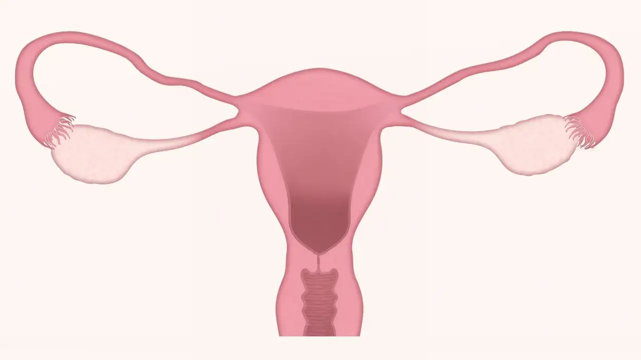 Anatomia kobiecych narządów rozrodczych. Czy podczas okresu można robić badania krwi? Zazwyczaj tak, choć niektóre testy mogą wymagać innego terminu.