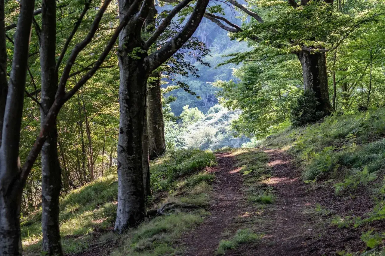 Sentiero nel bosco, tra alberi secolari e vegetazione lussureggiante. Un invito a esplorare cosa vedere in questo acquerino naturale.