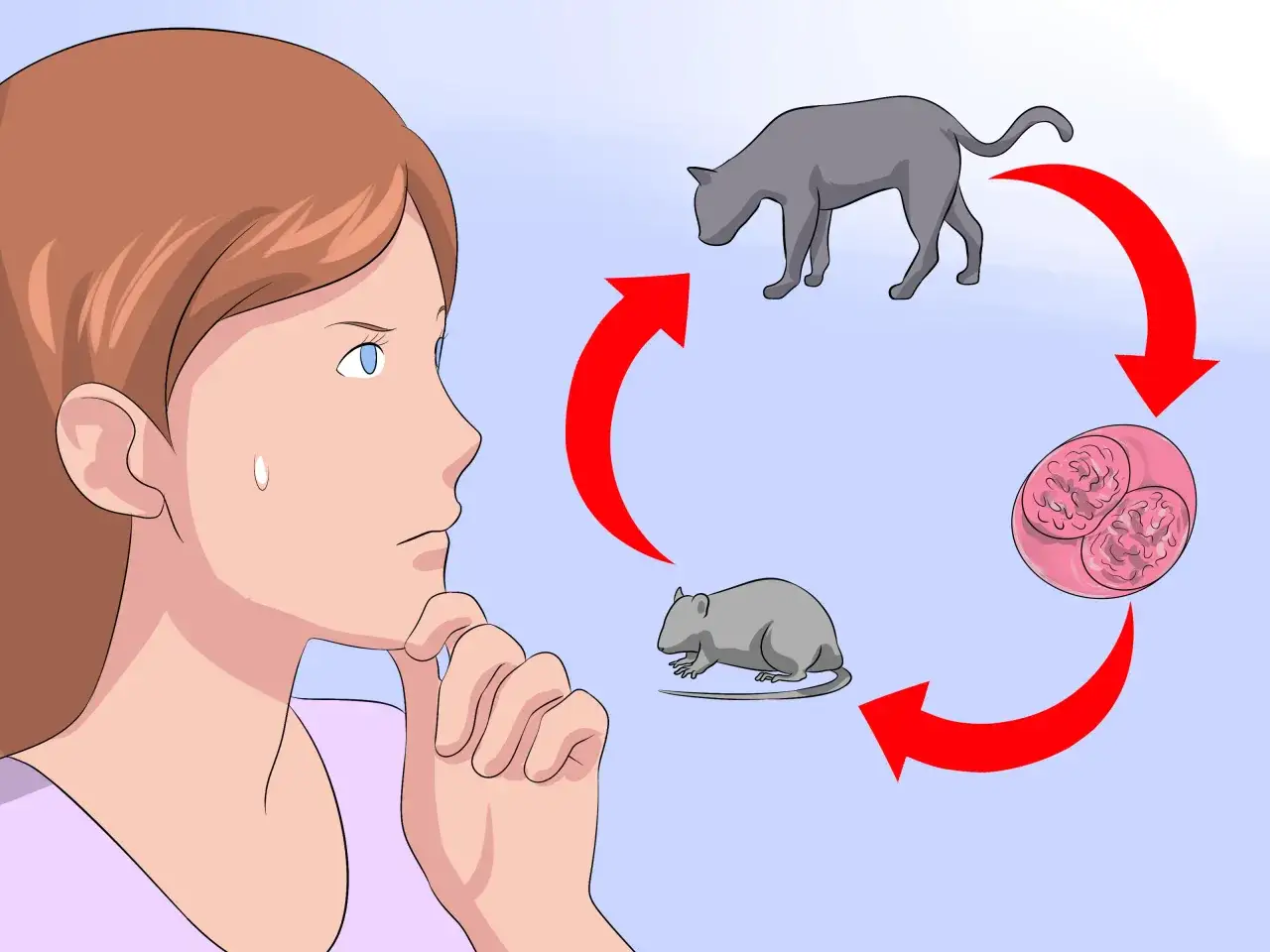 Eine Frau denkt über den Lebenszyklus von Kokzidien nach, der eine Katze, eine Maus und ein Ei zeigt.