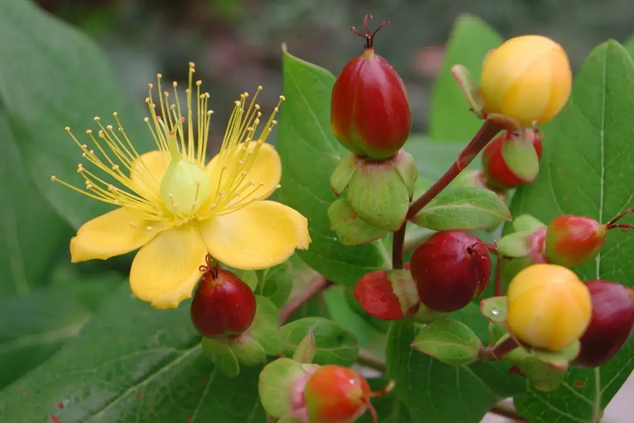 Gelbe Blüte und rote Beeren des Johanniskrauts. Wann wirkt Johanniskraut? Die Pflanze ist bekannt für ihre Heilkraft.