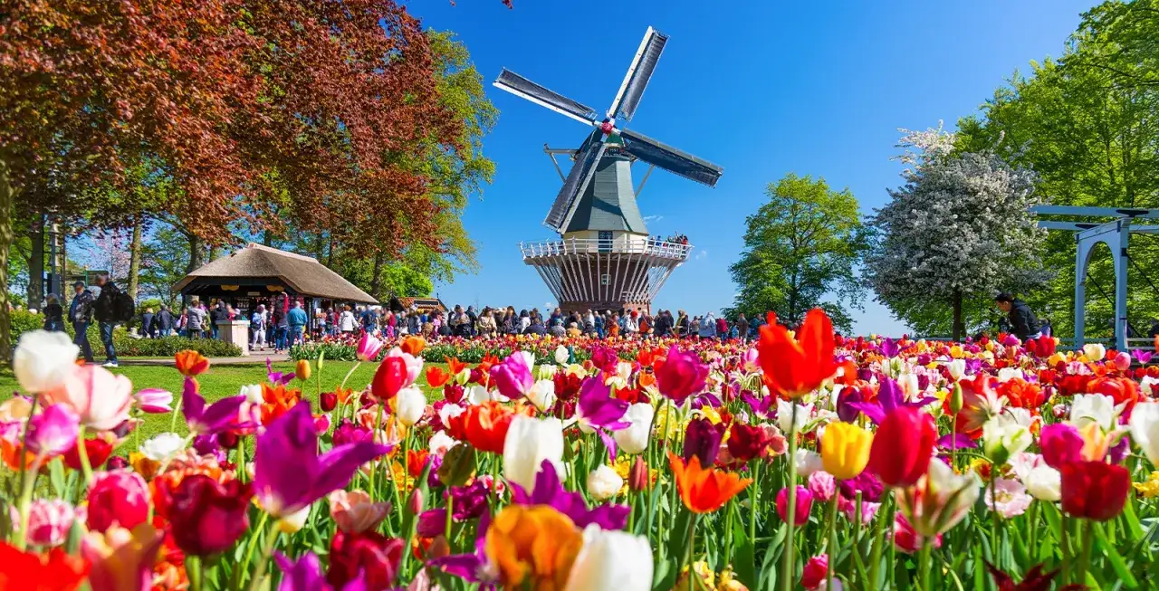 Kolorowe tulipany i wiatrak w Keukenhof. Wiosna to najlepszy czas, by tu przyjechać i podziwiać kwitnące pola.