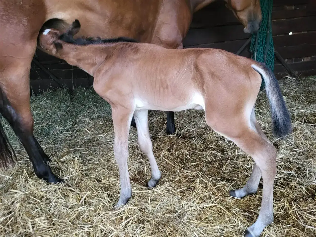Nowy, maleńki źrebak po urodzeniu, ssie mleko od matki. Jego jasnobrązowe futerko lśni w stajni.