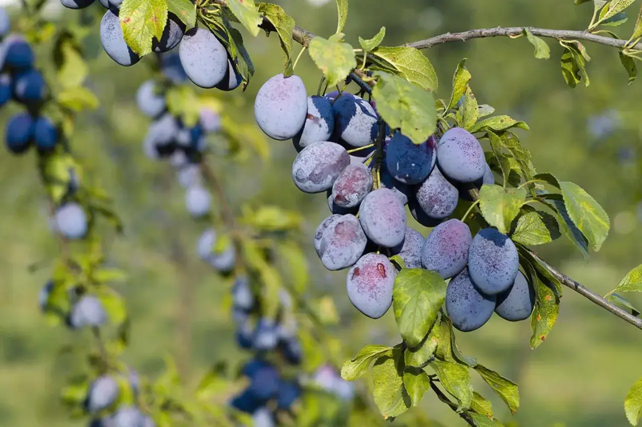 Reife Zwetschgen (Prunus domestica) h&auml;ngen an einem Ast im Sonnenlicht. Die Fr&uuml;chte sind blau-violett und von gr&uuml;nen Bl&auml;ttern umgeben.
