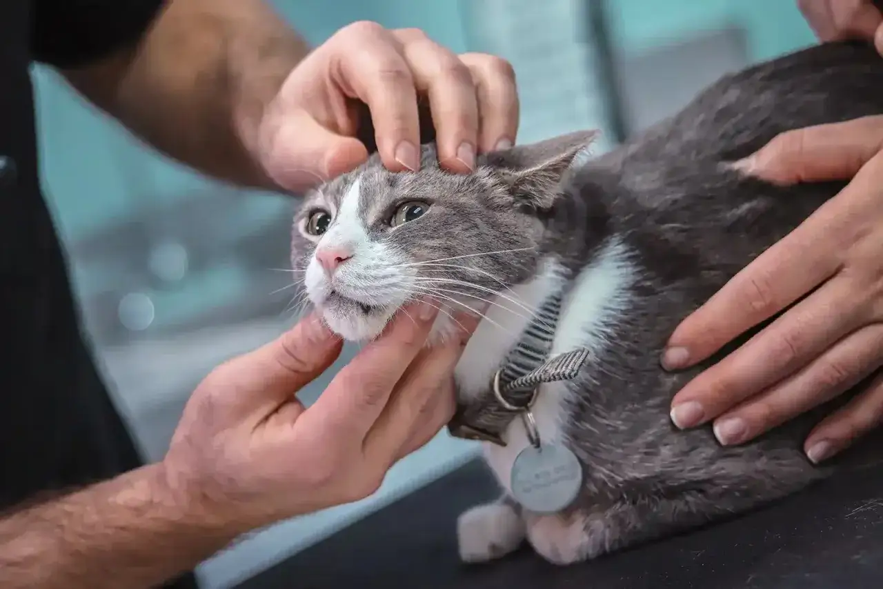 Veterinario examina a un gato gris y blanco con collar. Se investiga la epilepsia en gatos.