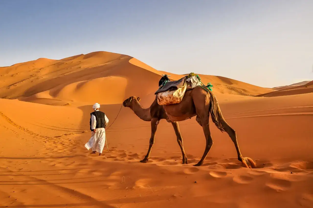 Wielbłądy na wydmach Erg Chebbi o zachodzie słońca