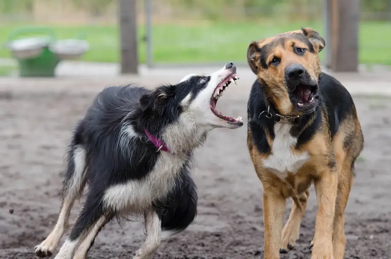 Dos perros, uno negro y blanco con collar rosa, gru&ntilde;e agresivamente a otro marr&oacute;n y negro. Parece que hay celos entre ellos.