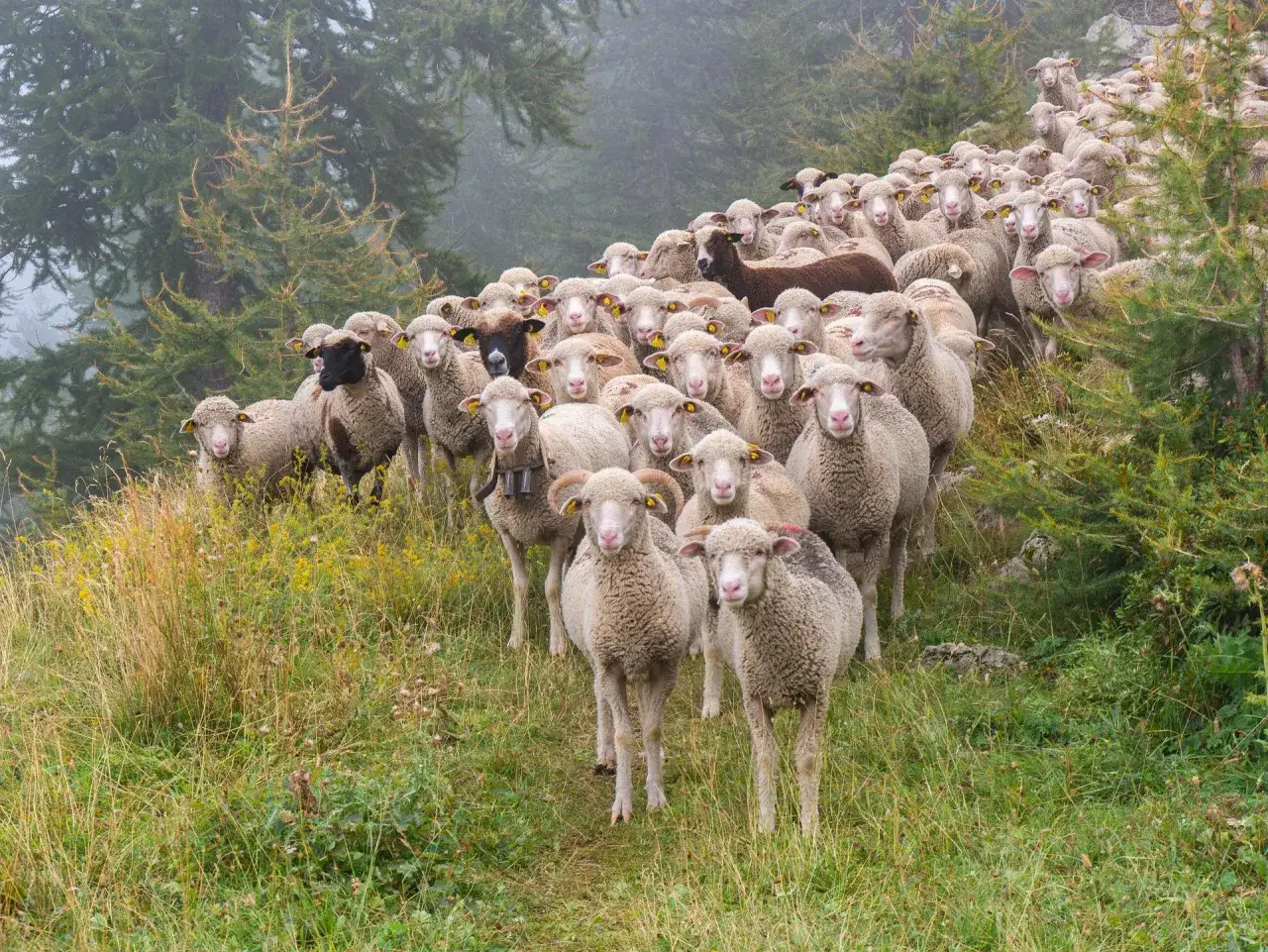 Un gregge di pecore da carne si muove su un pendio erboso, circondato da alberi e nebbia.
