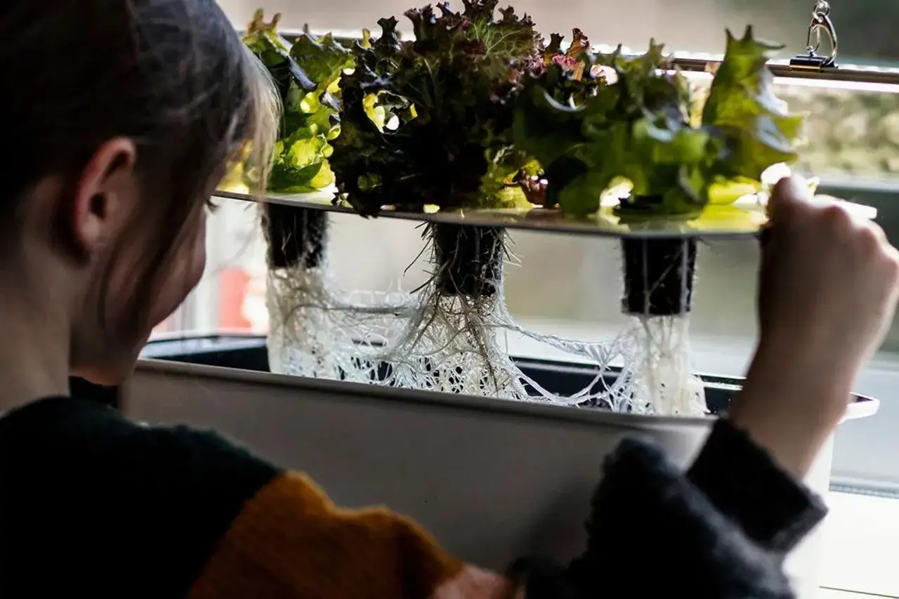 En person inspekterar en hydroponisk odling med sallad. De vita rötterna är synliga under de gröna bladen. Harvy 6 är en del av detta projekt.