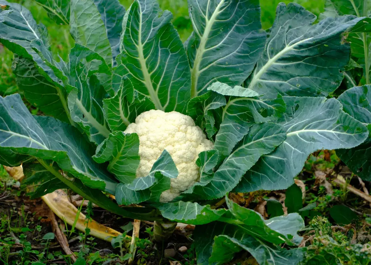 Un chou-fleur blanc et dense, prot&eacute;g&eacute; par de larges feuilles vertes, t&eacute;moigne de la richesse de la culture choux fleur.