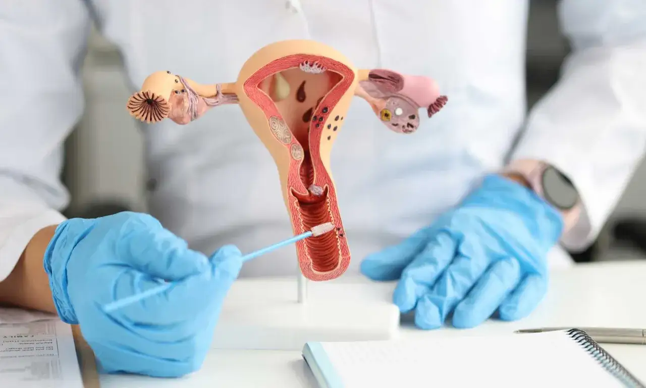 Modello anatomico dell'utero e della cervice, con un tampone che simula il prelievo per la ricerca dello streptococco in gravidanza.