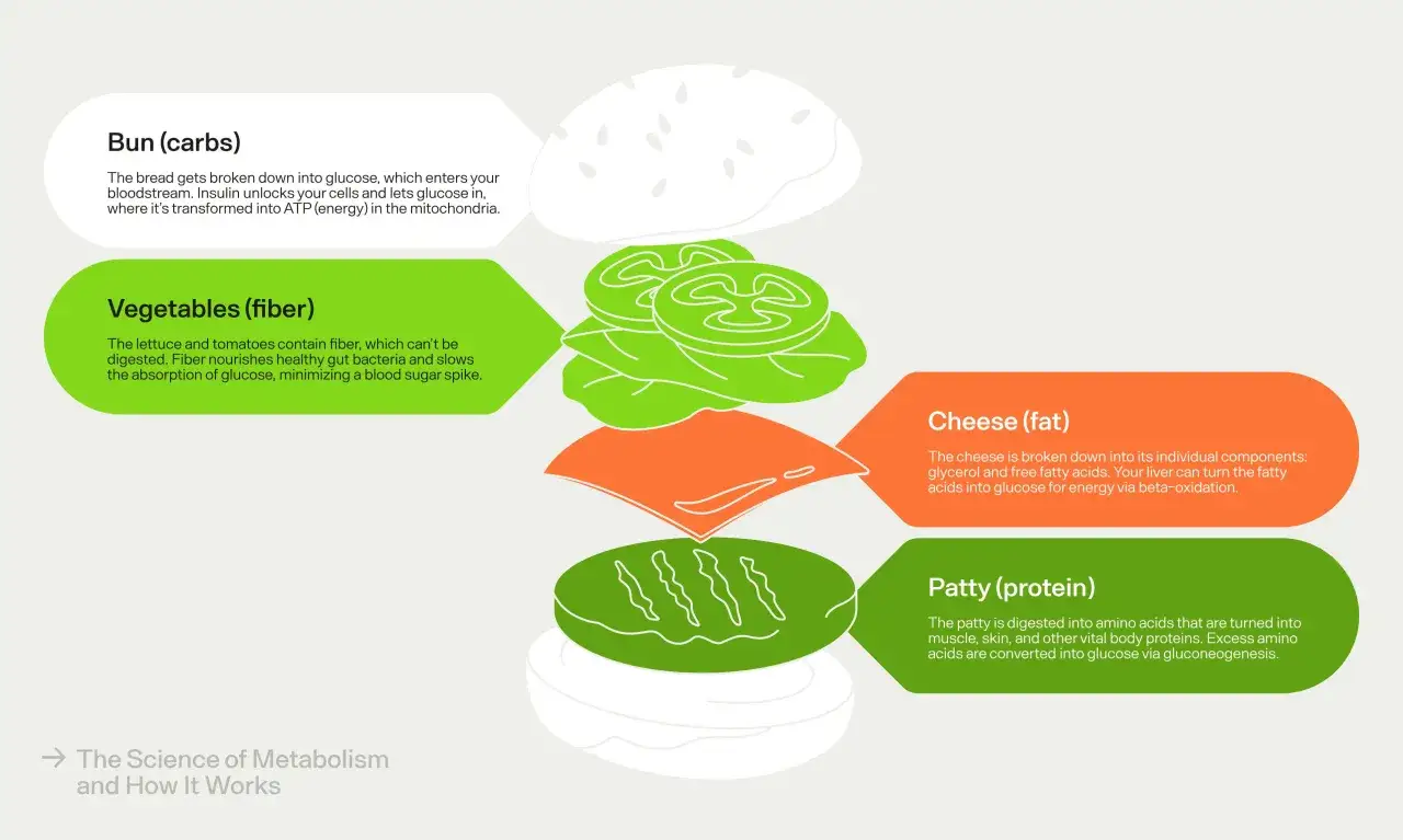 Componenti di un hamburger spiegano il metabolismo: carboidrati, fibre, grassi e proteine. Capire come funzionano aiuta a gestire il metabolismo lento.