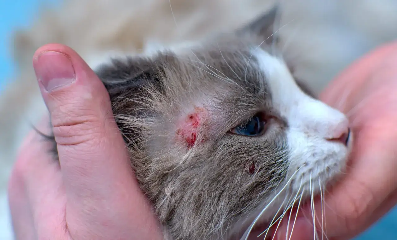 Main d'une personne caressant la tête d'un chat, révélant des plaies rouges sur sa peau, peut-être dues à une allergie chat.
