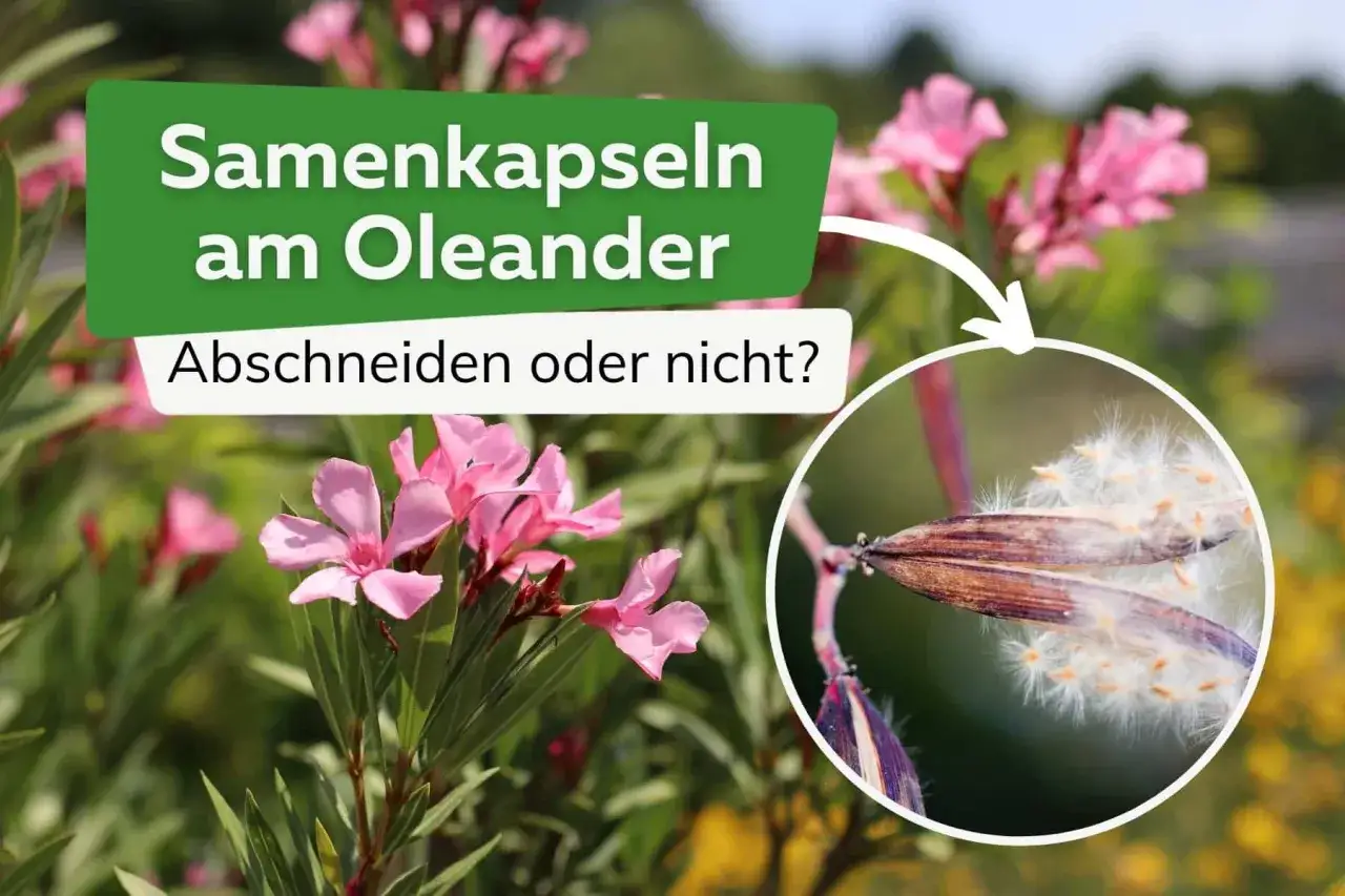 Oleander-Samenkapseln mit flauschigen Samen. Sollte man sie abschneiden?