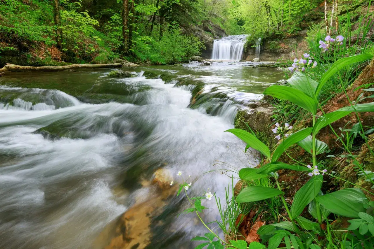 Cascade d'eau dans une forêt verdoyante du Jura, avec des fleurs sauvages sur la rive.