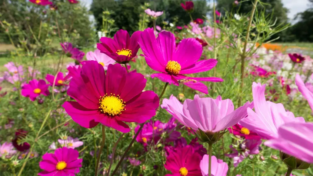 Bunte Cosmea-Blüten in Pink und Lila blühen üppig. Diese Blumen sind nicht winterhart, aber ihre Schönheit erfreut den ganzen Sommer über.