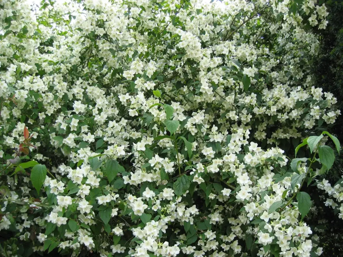 Un arbuste de seringat en pleine floraison, idéal pour savoir quand tailler un seringat après la floraison.
