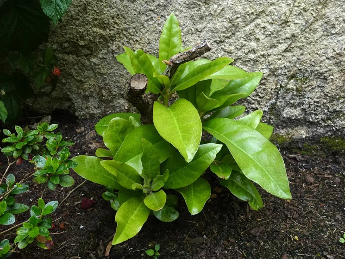 Jeune rhododendron pr&ecirc;t &agrave; &ecirc;tre taill&eacute;. Apprenez comment tailler un rhododendron pour une croissance saine et vigoureuse.