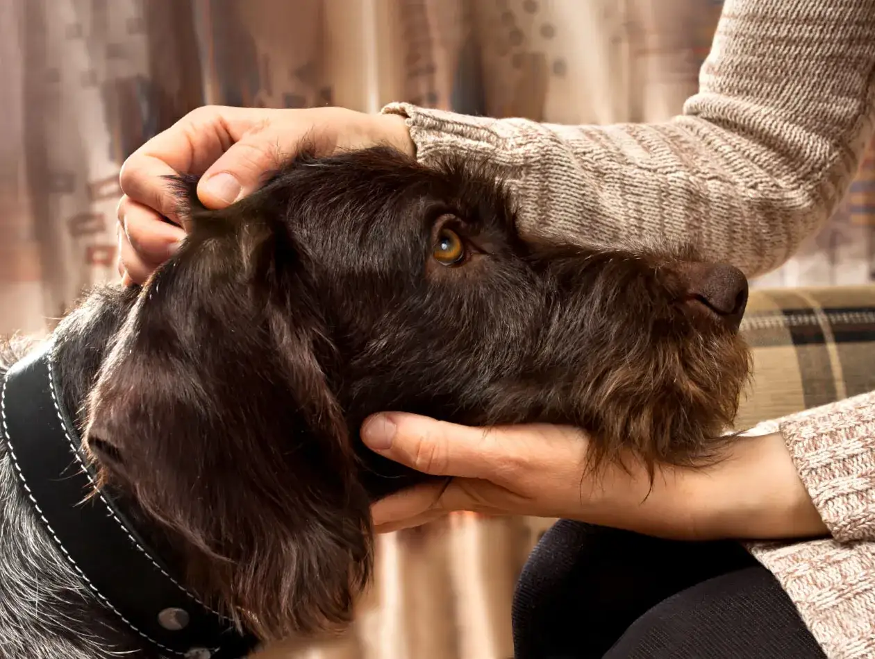Ein brauner Hund niest beim Streicheln. Seine Augen sind leicht geschlossen, w&auml;hrend er die Zuneigung genie&szlig;t.