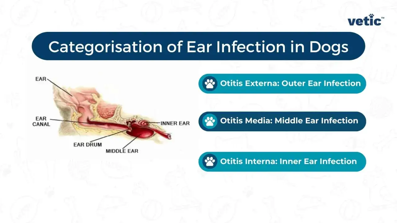 Diagram showing the ear anatomy and the three main types of dog ear infections: Otitis Externa, Otitis Media, and Otitis Interna.