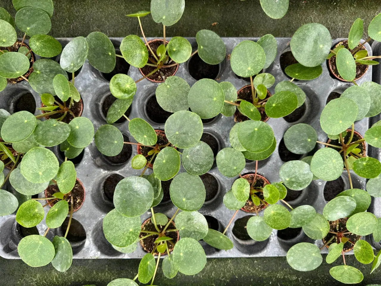 En bricka med m&aring;nga sm&aring; pilea mojito-plantor, var och en i sin egen kruka. Bladen &auml;r runda och gr&ouml;na med ljusare fl&auml;ckar.