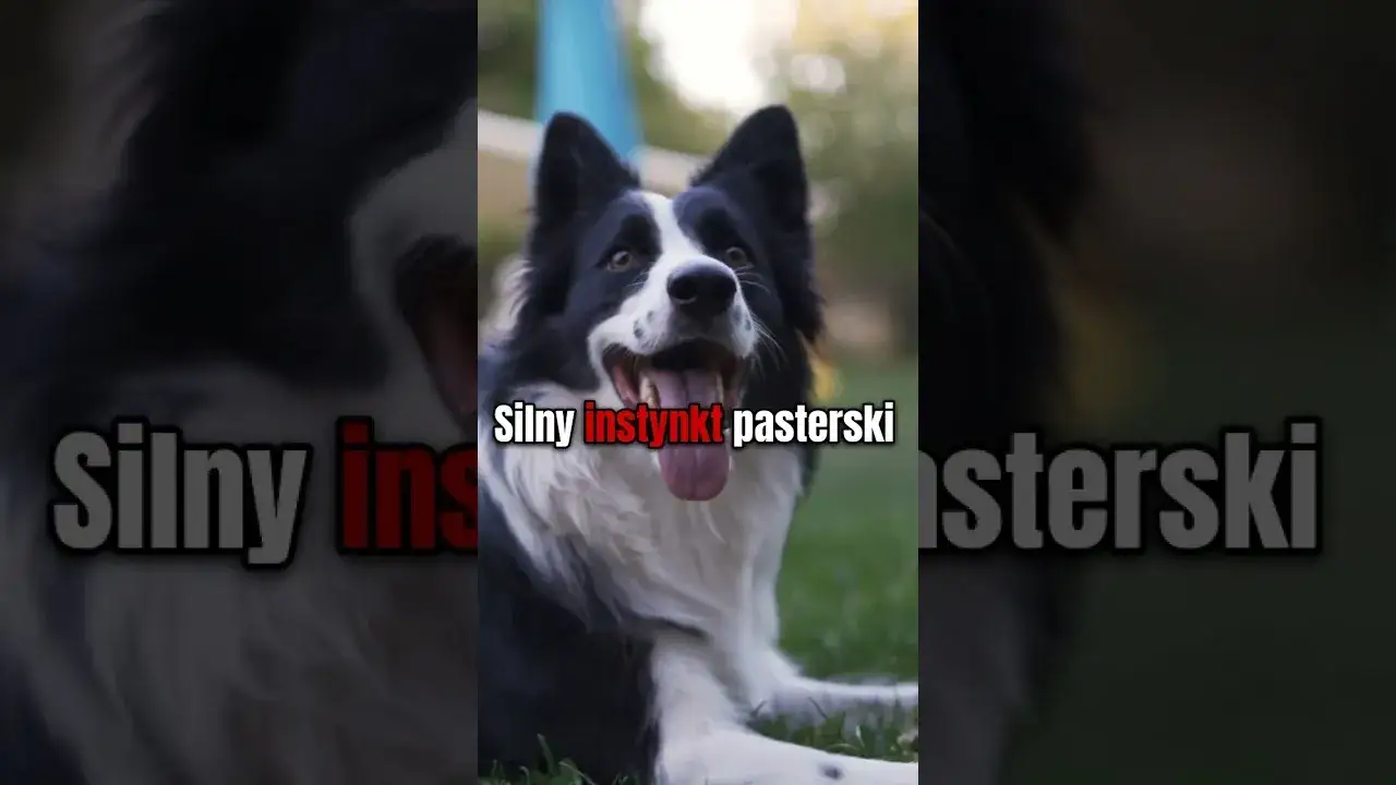 border collie w akcji z właścicielem