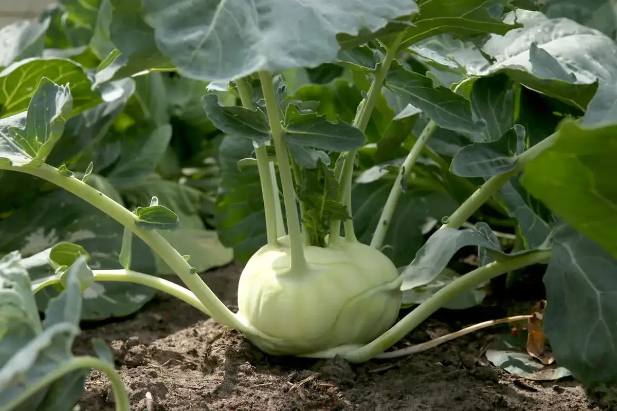 Un chou-rave rond et p&acirc;le pousse dans la terre, entour&eacute; de grandes feuilles vertes.